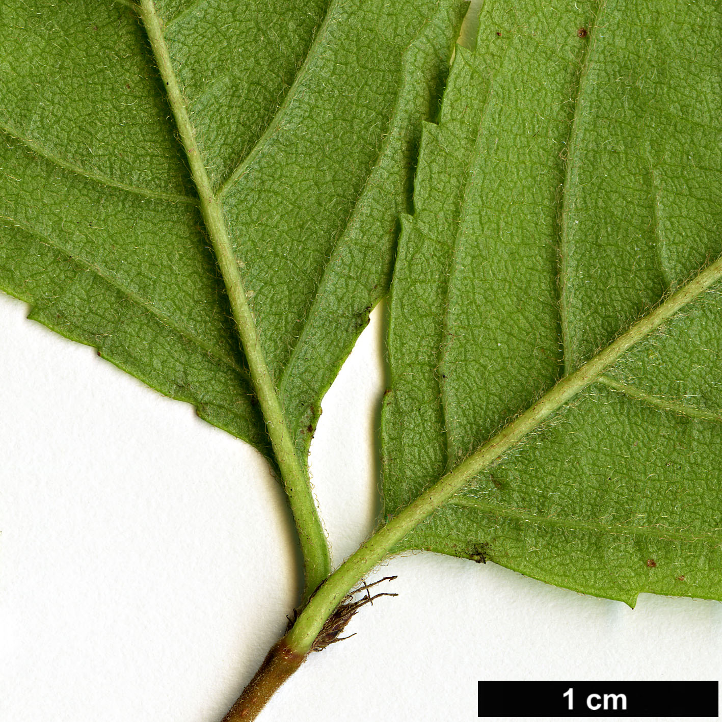 High resolution image: Family: Rosaceae - Genus: Prunus - Taxon: triloba